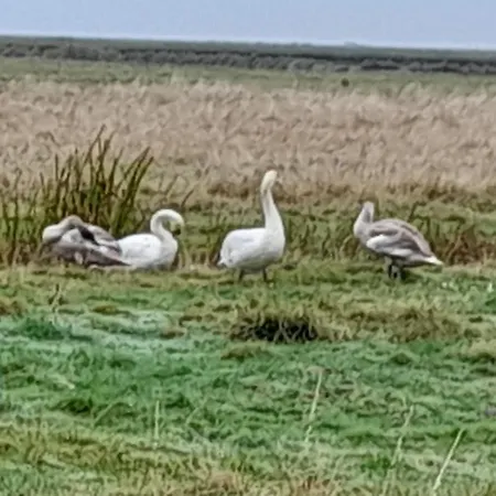 Hof Rickelsbuell - Nordseeurlaub Auf Dem Biobauernhof *