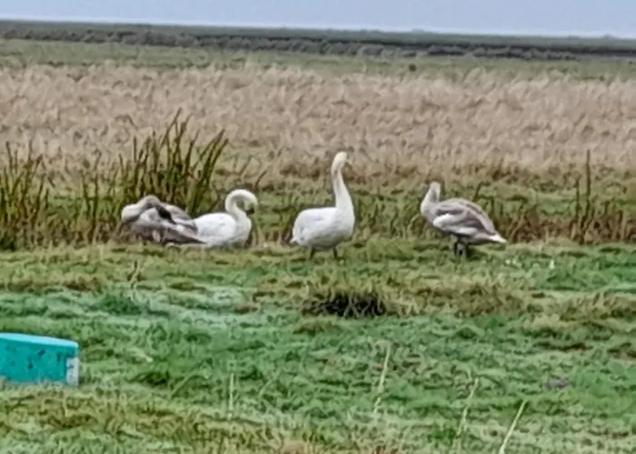 Hof Rickelsbuell - Nordseeurlaub Auf Dem Biobauernhof *